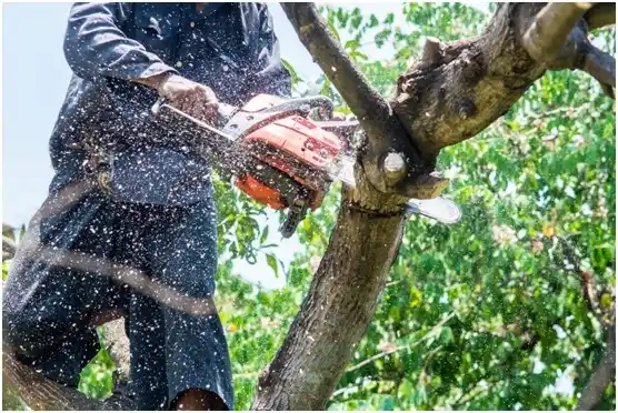 tree services Dravosburg